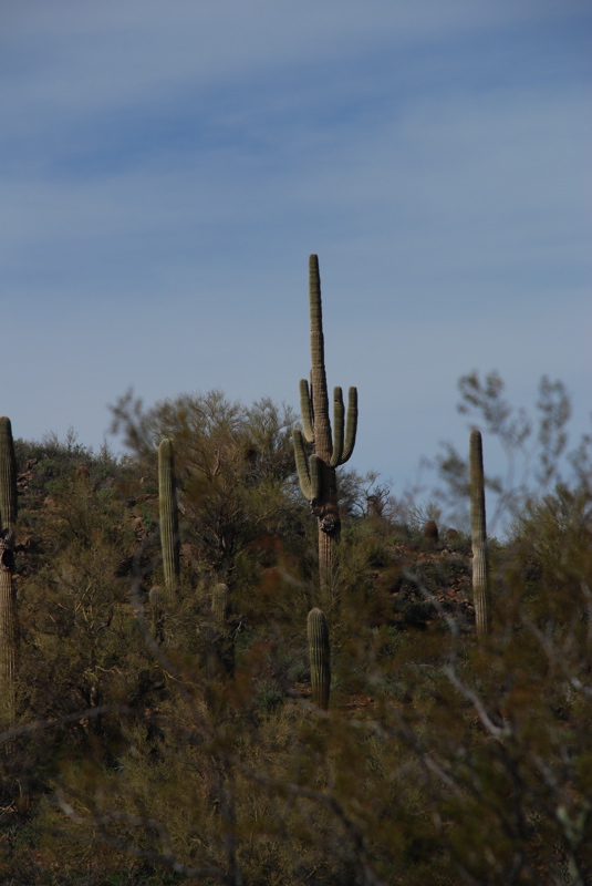 DSC_0702.JPG