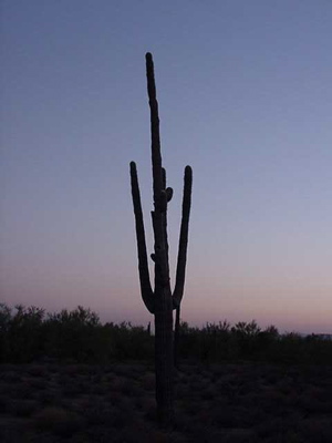 sunset_cactus