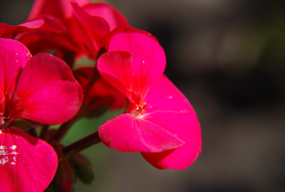 DSC_0248.JPG