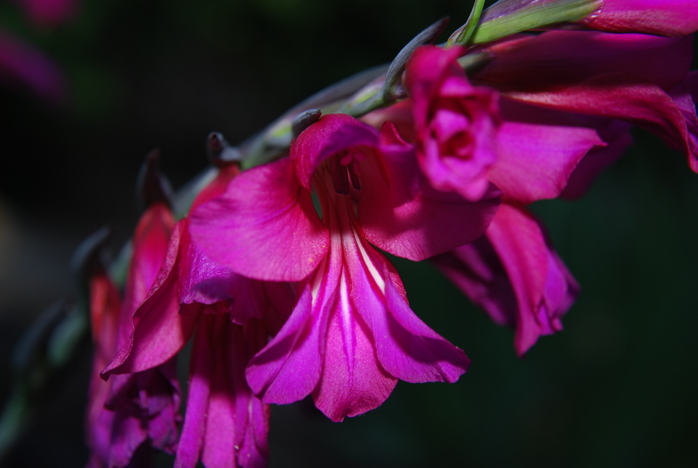 DSC_0258.JPG