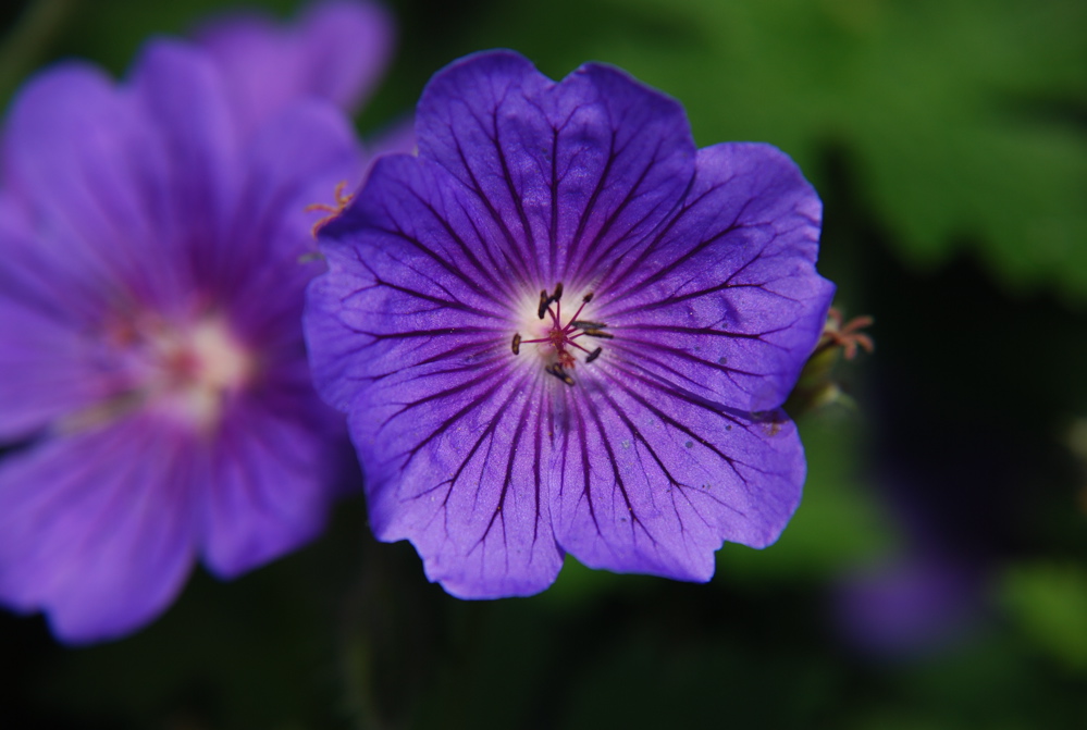 DSC_0277.JPG