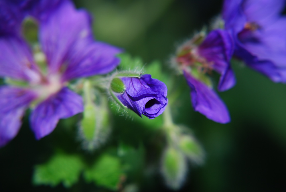 DSC_0280.JPG