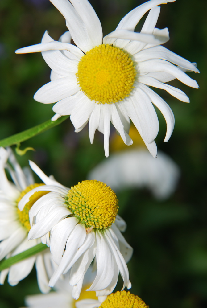 DSC_0297.JPG