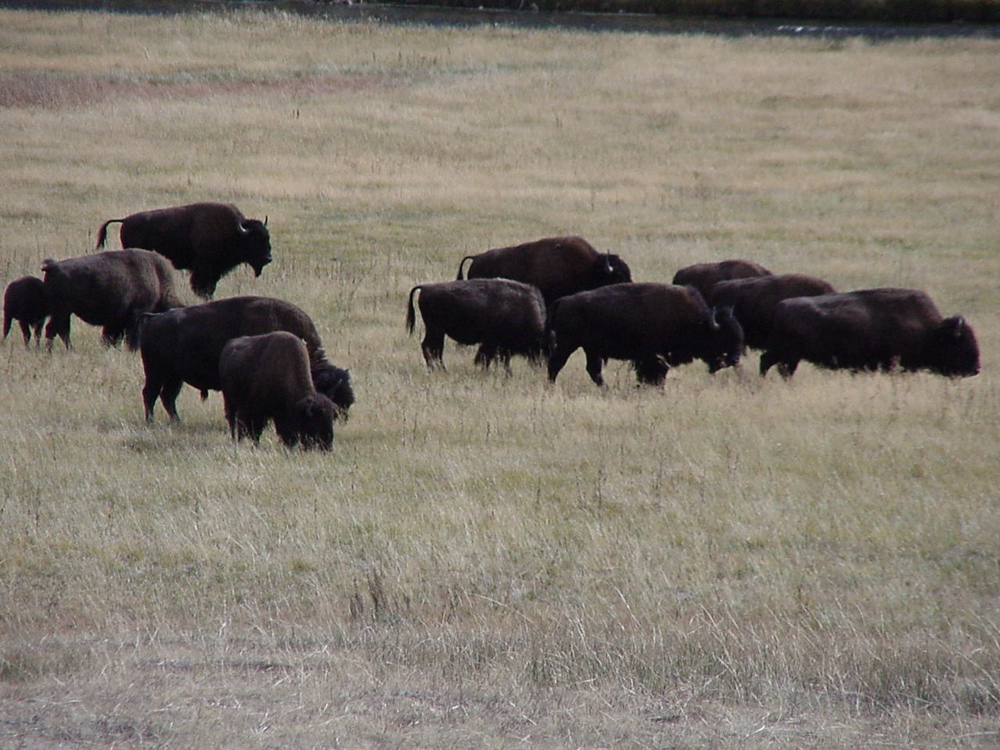 buffalo2